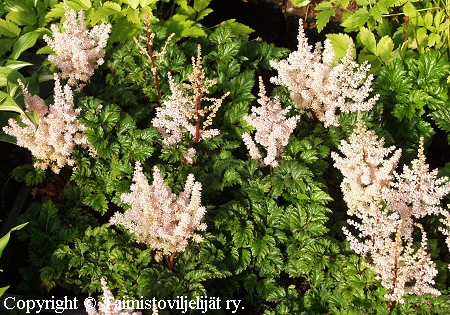 Astilbe Crispa-Ryhm 'Lilliput' kurttujaloangervo